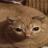 Profilbild von Blackpilled Cat