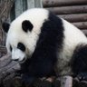 Profilbild von Panda Crypto