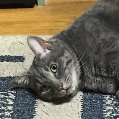 ラファエロ's profile picture
