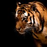 Agnieszka #Trzaskowski2025 profil fotoğrafı