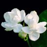 桃花山人's profile picture