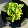 Фото профиля 特に無し