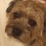 Lorraine Tomlinson's profile picture