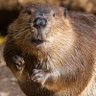 Фото профиля Bill the Beaver 🇨🇦