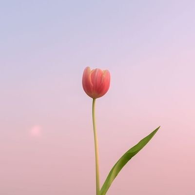 DailyFlowersX's profile picture