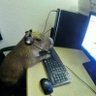 Фото профиля Kapivara Gamer