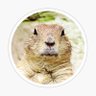 Profilbild von marmotfan