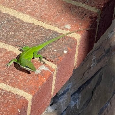 sekretgus's profile picture