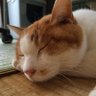 Profilbild von nemo