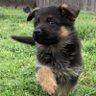 Pollito profil fotoğrafı