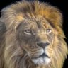 Profilbild von Cryptolion1010