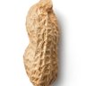 Peanut Peanutterson 的头像
