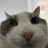 Rᴏɢᴜᴇ's profile picture