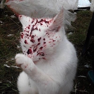 bleedforme777's profile picture