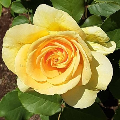 MiruMir35227894's profile picture