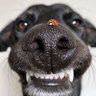 Profilbild von Ronnie.