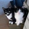 ゆいか profil fotoğrafı