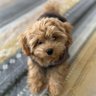 Фото профиля むっくりマルプー🐶