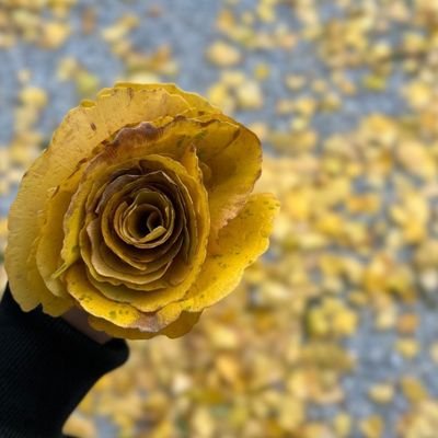 nachi_haneul's profile picture