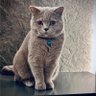 ibfabeni's profile picture