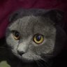 i's profile picture