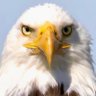 TRUE_TRUMP_FAN profil fotoğrafı