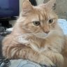 Profilbild von Cowman_Orran_Ricardo