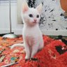 Nana profil fotoğrafı