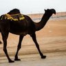 Фото профиля BlackCamel