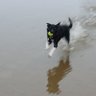 Megthecollie's profile picture