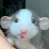 Profilbild von sylvia