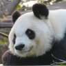 ふくろう 的头像