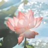 花开富贵🌺🌺🌺(互fo)'s profile picture