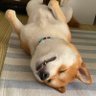 kuro's profile picture