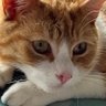 Фото профиля Seamus The Cat