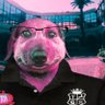 ɢᴏɴᴢᴀʟᴏ ꐕ's profile picture