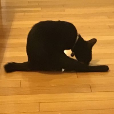 RYU_CAT_12's profile picture