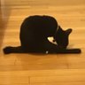 RYUネコ profil fotoğrafı