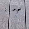 Kiwi's profile picture