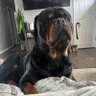 RuwsterRoo's profile picture