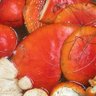 Muscariamanita's profile picture
