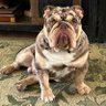 Jl profil fotoğrafı