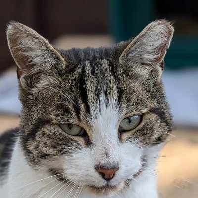 Robert Allotment cat,now helped by Janet & Amanda's profile picture