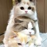 Profilbild von 猫仙人