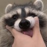 Aeos's profile picture