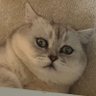 Leyly profil fotoğrafı