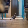 Alan the Pigeon's profile picture
