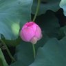 タビコ1107 的头像
