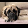 Zebulon Mann profil fotoğrafı