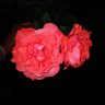 L.Mmari's profile picture